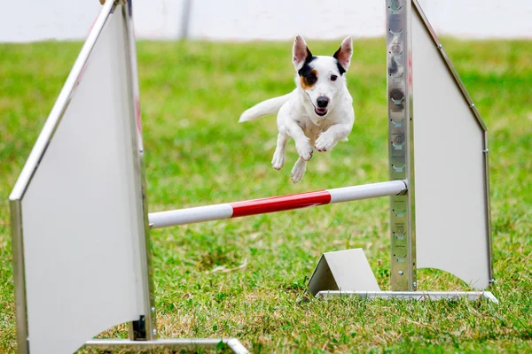 Agility-Hund mit Jack Russell Terrier Stockfoto