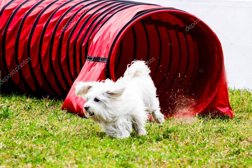 Agility dog with a white dog