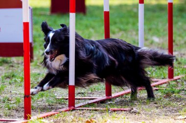 Shetland çoban köpeği köpek çeviklik