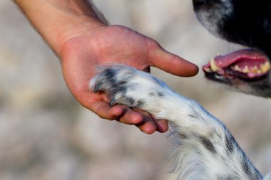 köpek pençe ve insan eli