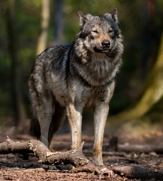 Wolf im Wald lizenzfreie Stockfotos