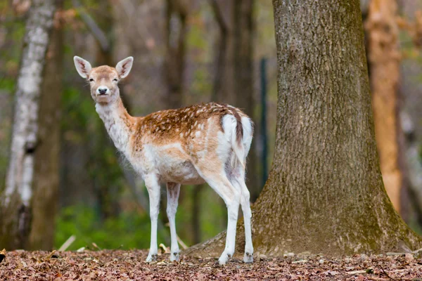 Fawn in the forest — Stock Photo, Image