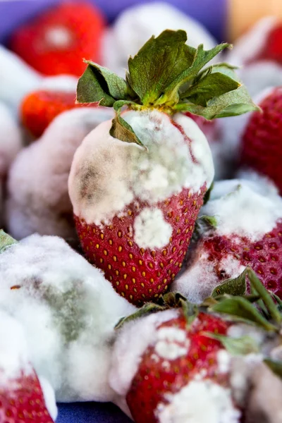 Beschimmeld aardbeien Stockfoto