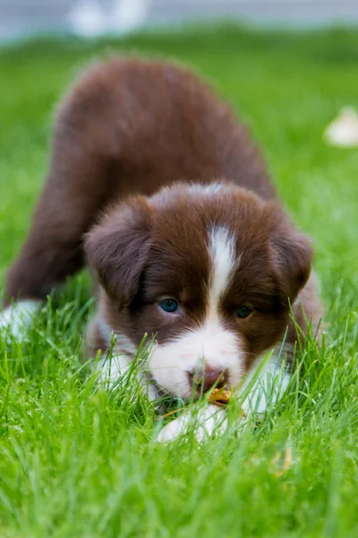 Red border collie kiskutya — Stock Fotó