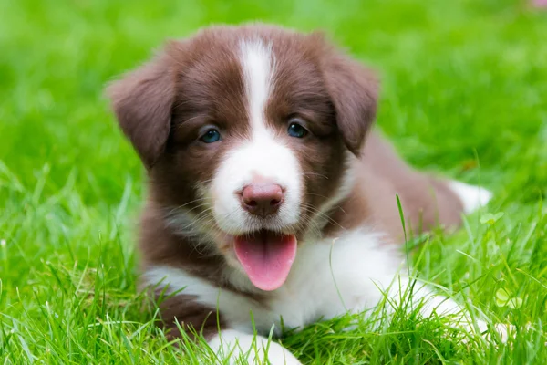 Boldog red border collie kiskutya — Stock Fotó