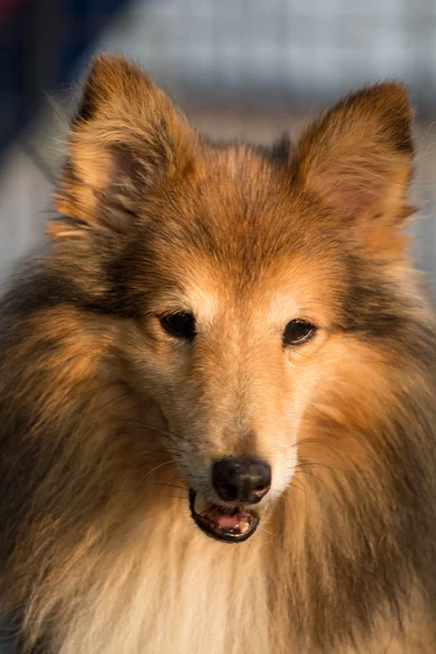 Reinrassiger Shetlandhund i — Stockfoto