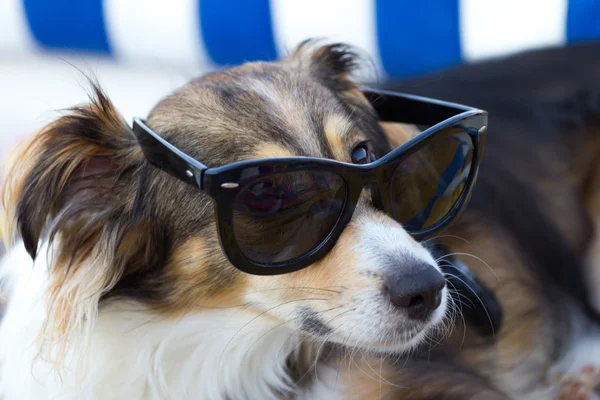 Σκύλος φοράει γυαλιά ηλίου — Φωτογραφία Αρχείου