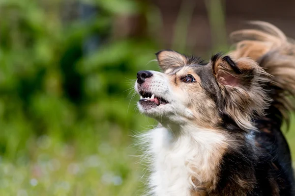 Dog running and waiting — Stock Photo, Image