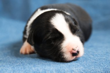 Uyuyan yeni doğan kenar kömür ocağı