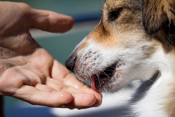 Dog licking a human hand — Stock Photo, Image