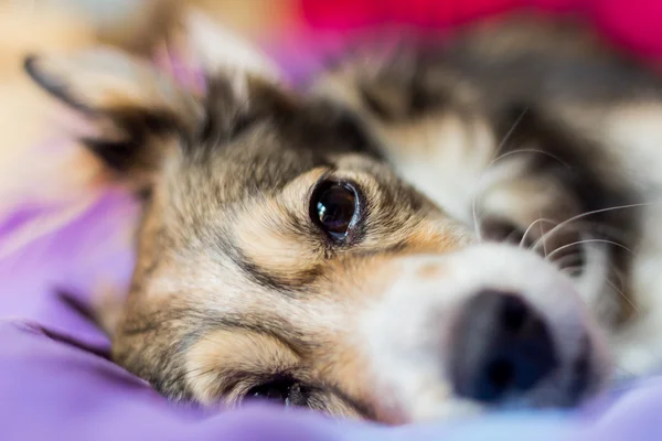 Schlafender Hund auf einem Bett mit offenen Augen — Stockfoto