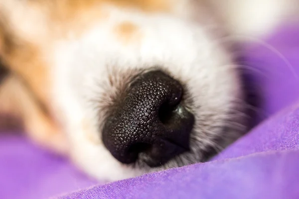 Dog's nose — Stock Photo, Image