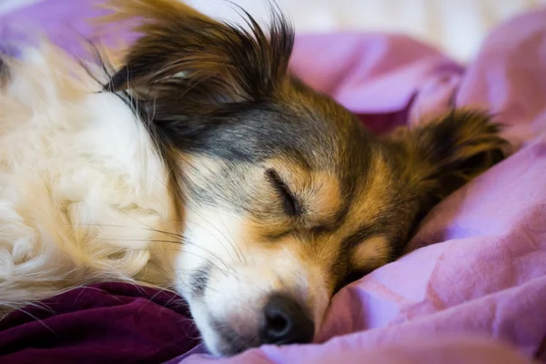 Schlafender Hund auf einem Bett mit offenen Augen — Stockfoto