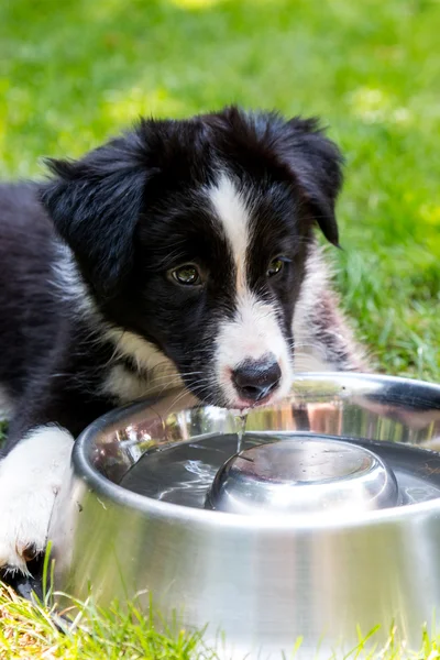 Black and white border collie puppy with bowl Royalty Free Stock Photos
