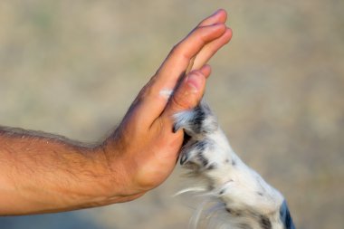 Beş beş bana köpek ve adam