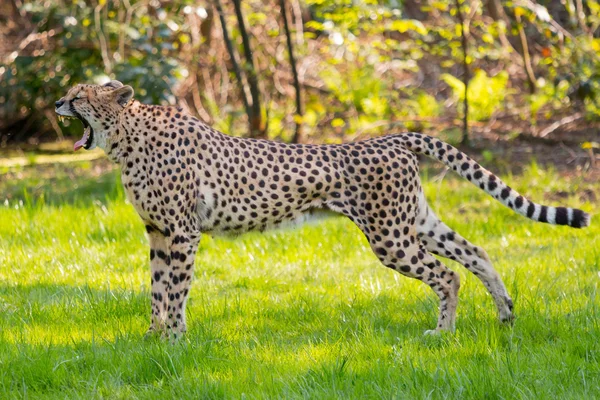 Yawning  Cheetah in the savannah — Stock Photo, Image
