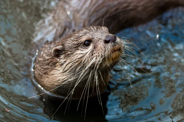 Een nieuwsgierig rivier-otter in de rivier — Stockfoto