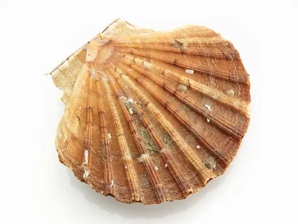 Whole Scallop Shell Top View — Stock Photo, Image