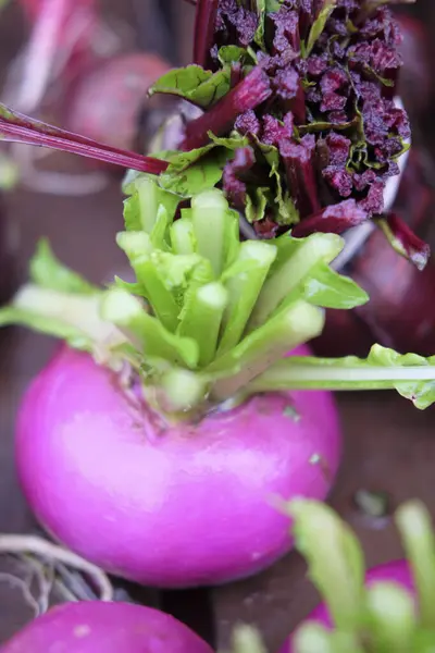 Purple Mini Turnip Table — Stock Photo, Image