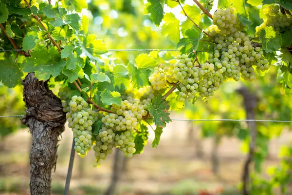 Druiven Die Groeien Wijnstokken Struik Omgeven Door Groene Bladeren — Stockfoto