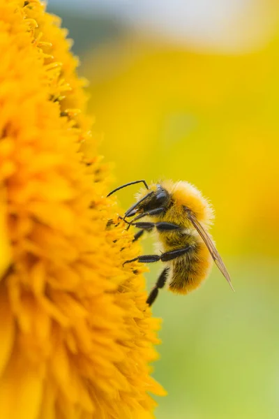 Pszczoła Słoneczniku — Zdjęcie stockowe