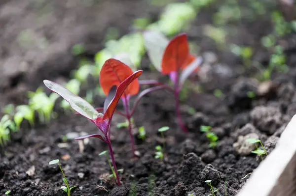 Piros Orach Üvegházban — Stock Fotó