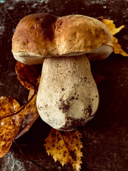 Champiñón Porcini Fresco Con Hojas Otoñales — Foto de Stock