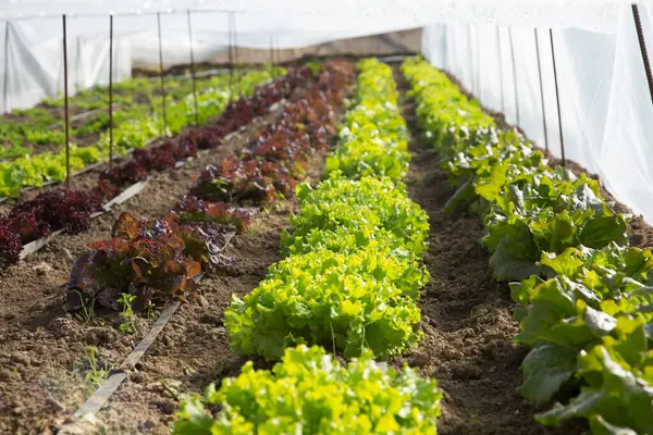 Laitue Cultivée Dans Polytunnel — Photo