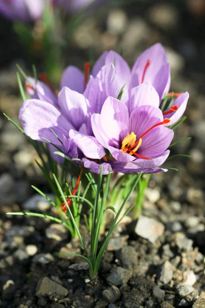 Šafrán Krokus Květiny Rostoucí Půdě Připraven Pro Sklizeň — Stock fotografie