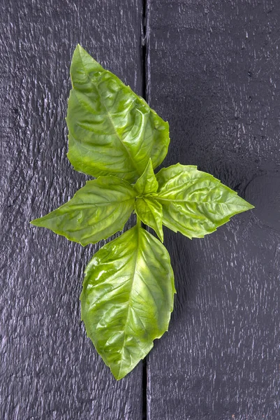 Closeup Fresh Basil Leaf — Stock Photo, Image