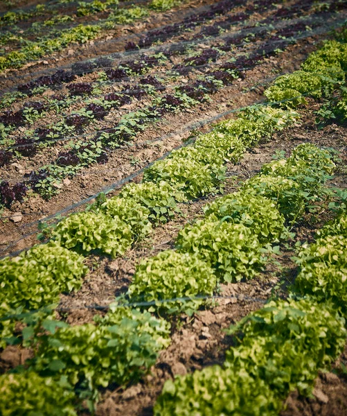 Alface Folha Carvalho Fresca Campo — Fotografia de Stock