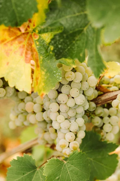 Weiße Trauben Einem Weinstock — Stockfoto