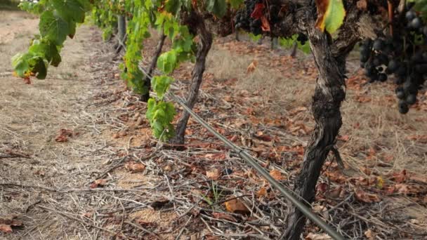 Sistema Riego Por Goteo Funcionamiento Viñedo Cabernet Sauvignon Stellenbosch Sudáfrica — Vídeo de stock