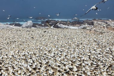 Lambert Körfezi Kuş Adası, Güney Afrika 'daki Capes West Coast' taki Lamberts Körfezi 'nin yaklaşık 100 metre açığındadır. Ada 20.000 sümsük kuşuyla dolu..