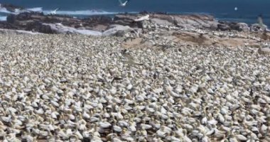 Kuş Adası, Lambert Körfezi, Güney Afrika, 20.000 sümsük kuşundan oluşan bir koloniye ev sahipliği yapar..