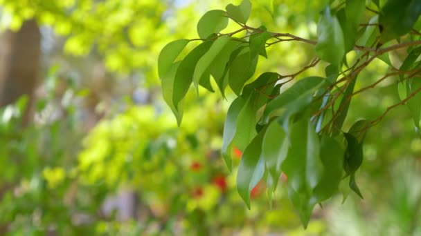 Green Leaves Swinging Wind Slow Motion 60Fps — Stock Video