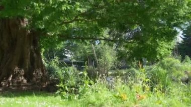 Kuşlar parkta gölde 4 km yavaş çekimde yüzerler. 60 fp.