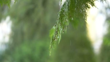 4k yavaş çekim 60fps Ormanda yağmurlu bir gün