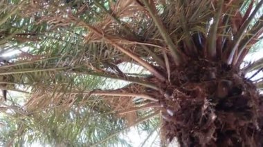 Palmiye ağaçlarının altında ağır çekimde yürüyorum.