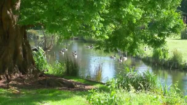 Kuşlar Parkta Gölde Yavaş Çekimde Yüzerler — Stok video