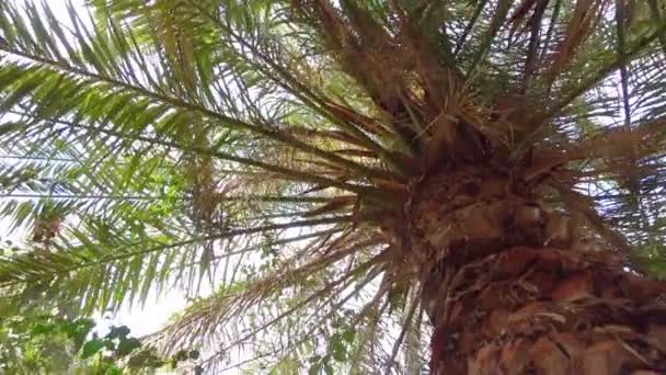 Walking Palm Trees Slow Motion 120Fps — Stock Video