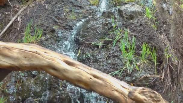 Natürliches Sauberes Ursprungswasser Fließt Wald Zeitlupe 120Fps — Stockvideo