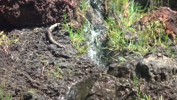 Természetes Tiszta Eredetű Víz Folyik Erdőben Lassított Felvételen 120Fps — Stock videók