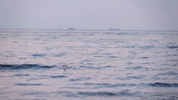 Solnedgång Över Havet Slow Motion 250 Fps — Stockvideo