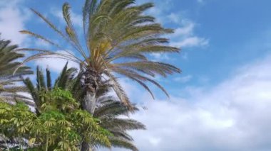Palmiye ağaçlarının arkaplanı 4k
