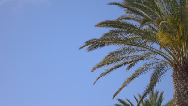 Palmbomen Achtergrond — Stockvideo