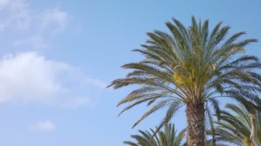 Palmiye ağaçlarının arkaplanı 4k