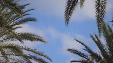 Palmiye ağaçlarının arkaplanı 4k