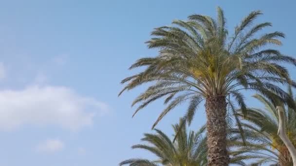 Palmbomen Achtergrond — Stockvideo