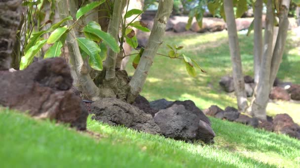 Fondo Herboso Jardín Tropical Cámara Lenta 60Fps — Vídeos de Stock